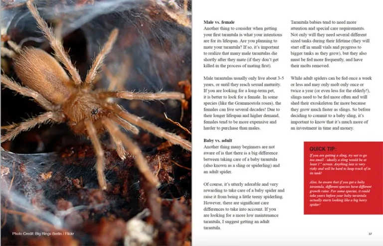/img/15785-tarantula-health.webp
