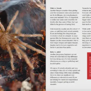 /img/15785-tarantula-health.webp