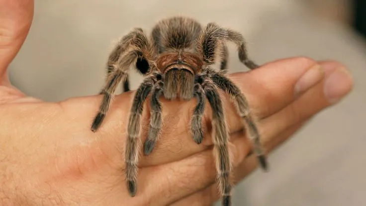 /img/15787-rose-hair-tarantula-conservation.webp