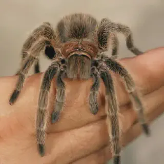 /img/15787-rose-hair-tarantula-conservation.webp
