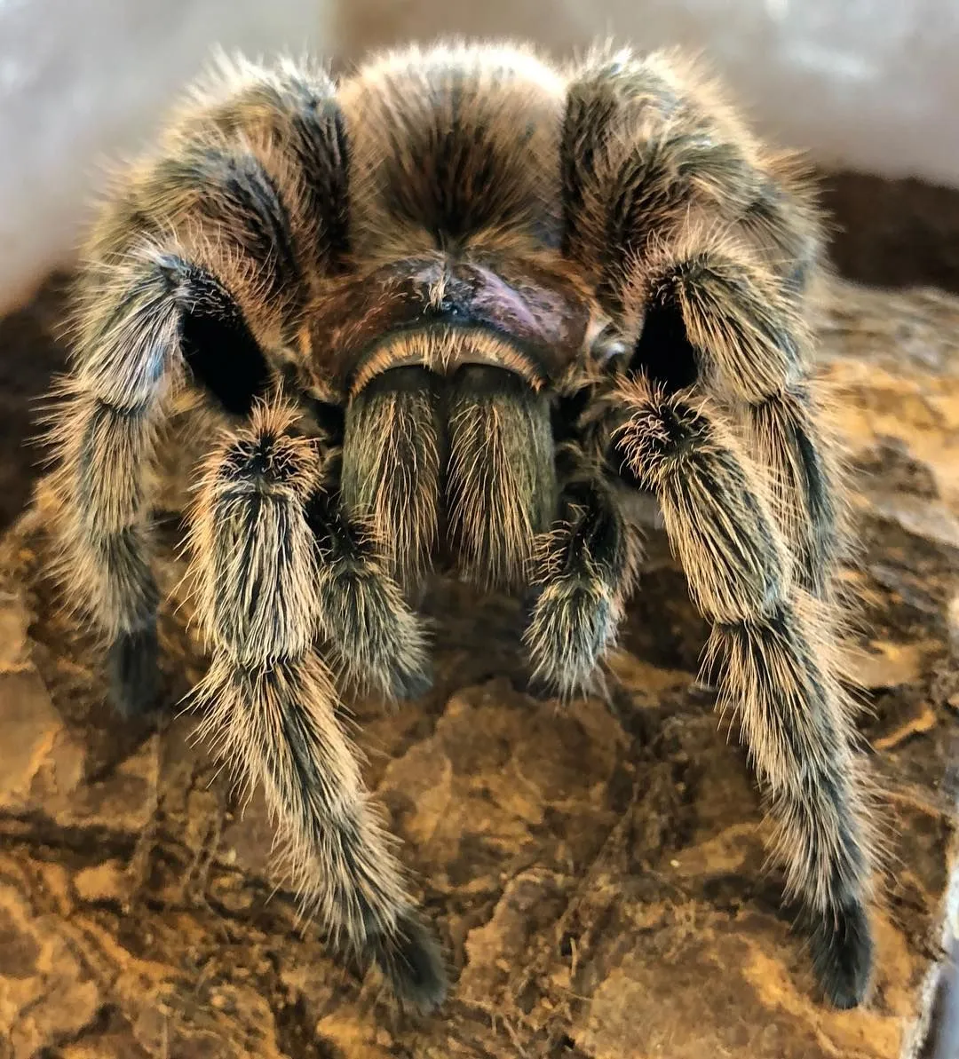 15787 rose hair tarantula lifespan