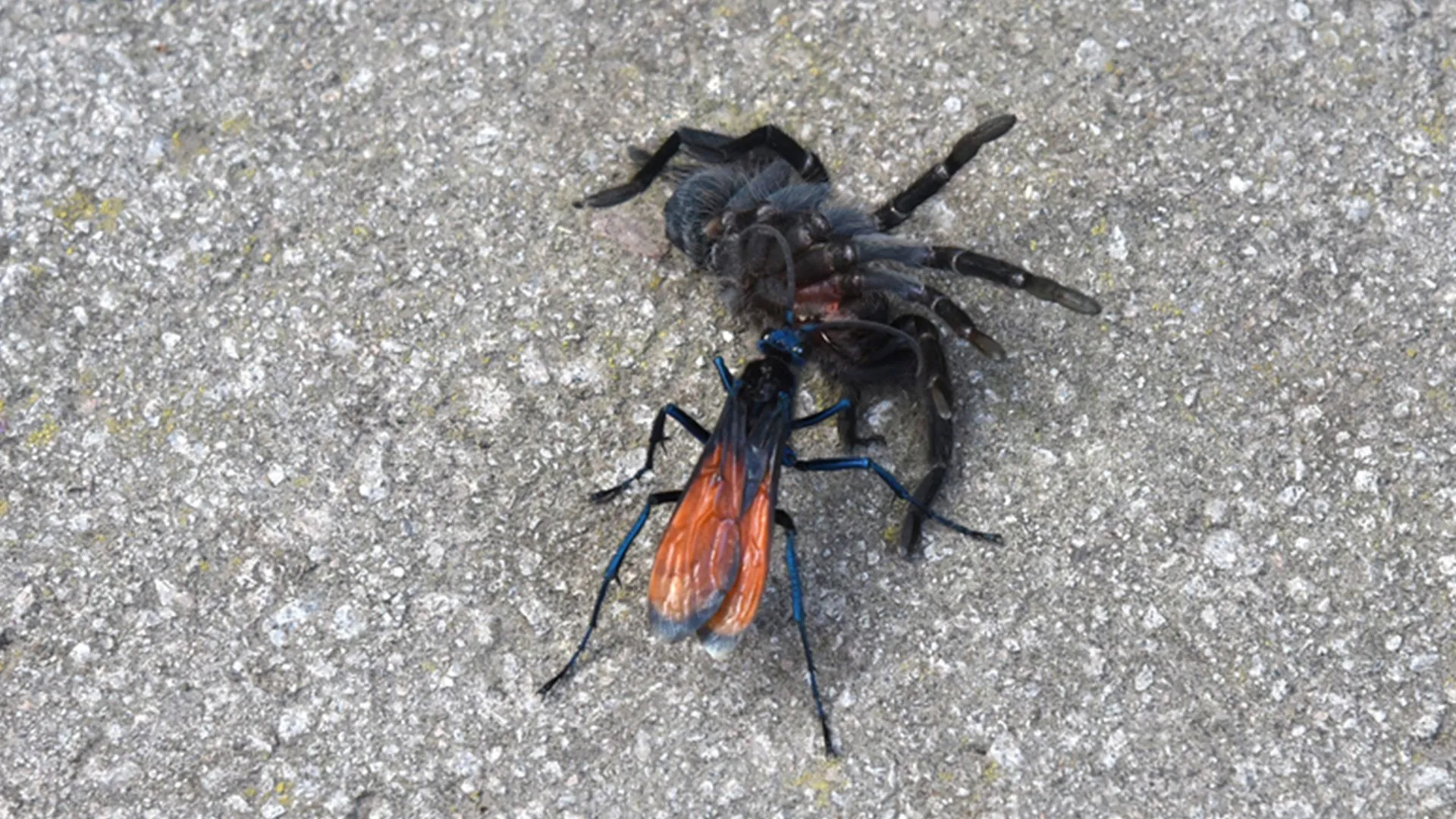 15788 tarantula hawk attacking spider