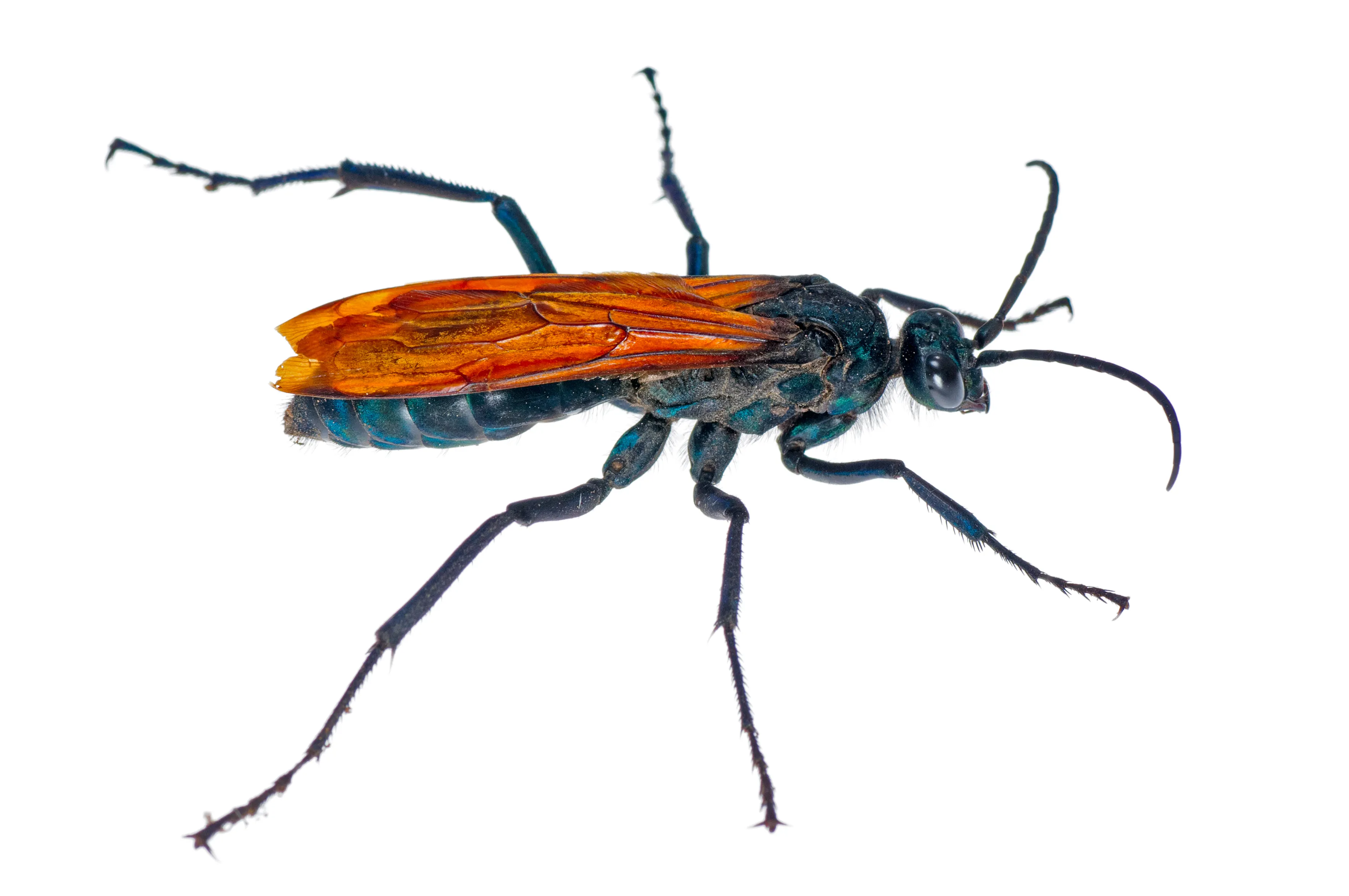 15788 tarantula hawk close up