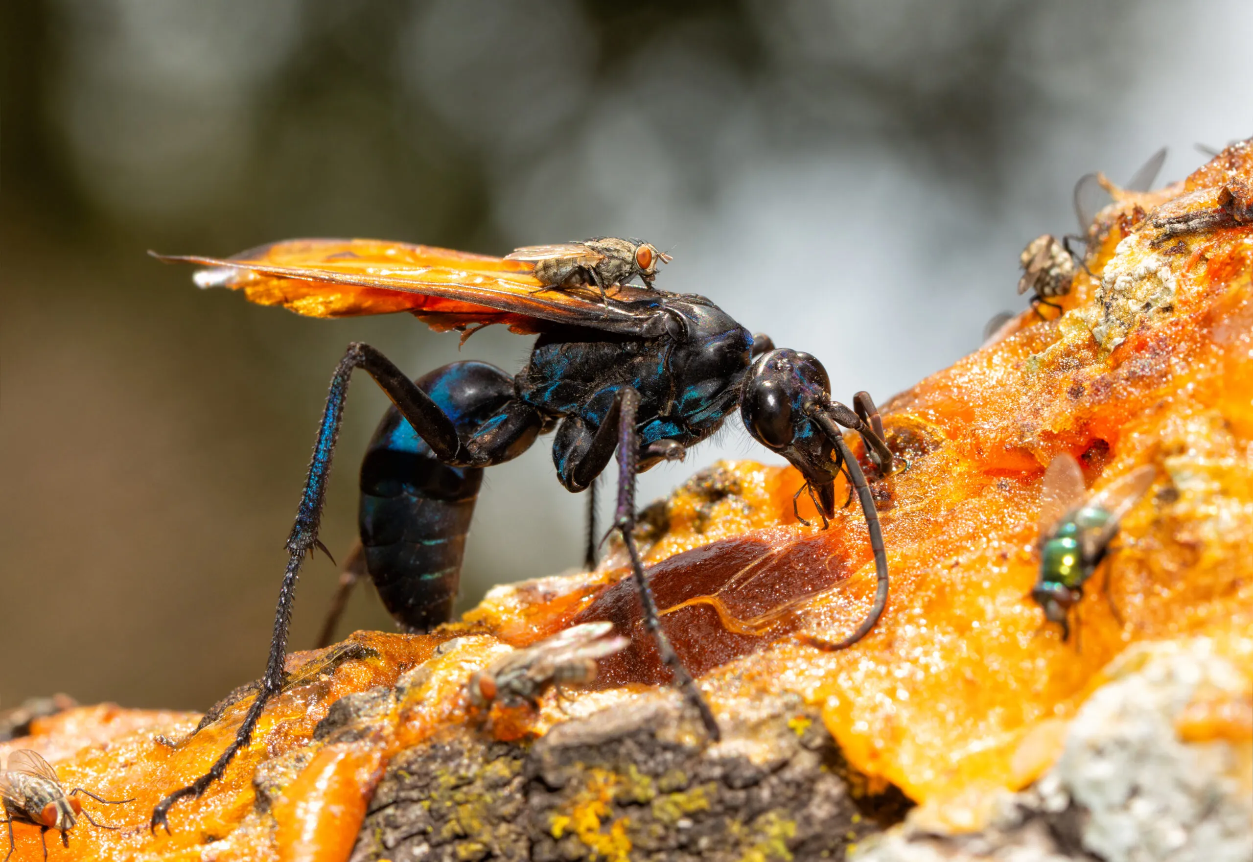 15788 tarantula hawk in flight