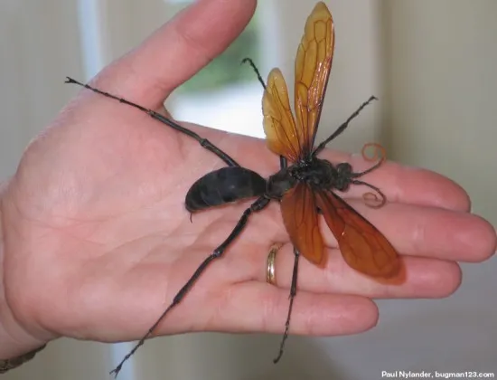 /img/15788-tarantula-hawk-sting.webp
