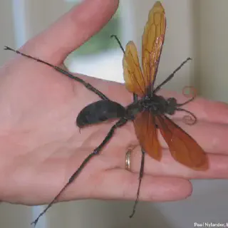 /img/15788-tarantula-hawk-sting.webp