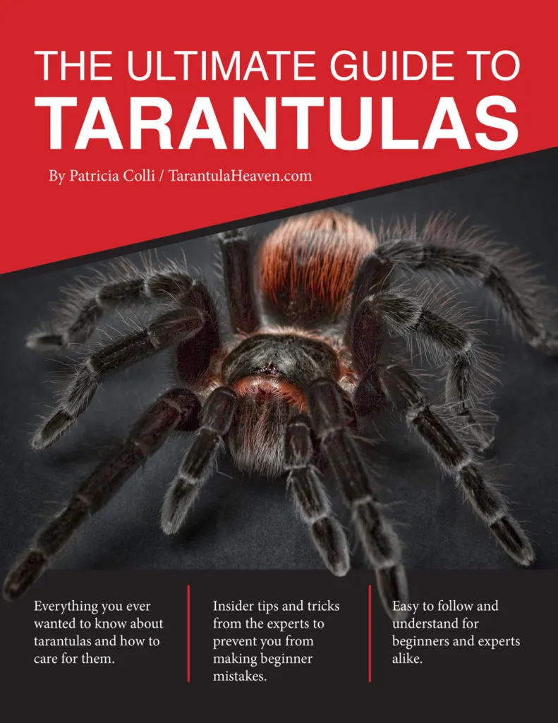 15790 tarantula enclosure