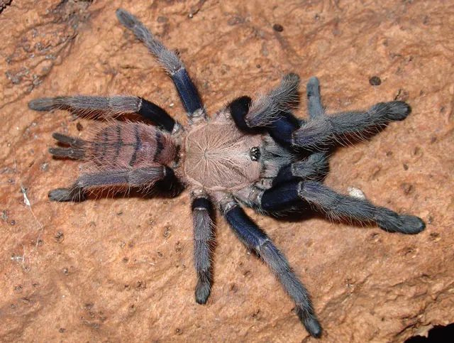 /img/15792-canada-tarantula-regulations.webp