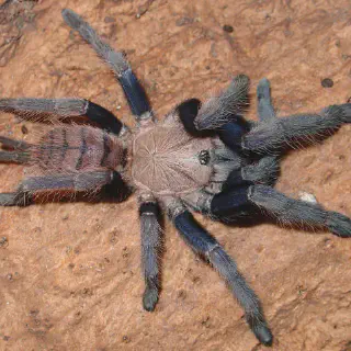 /img/15792-canada-tarantula-regulations.webp