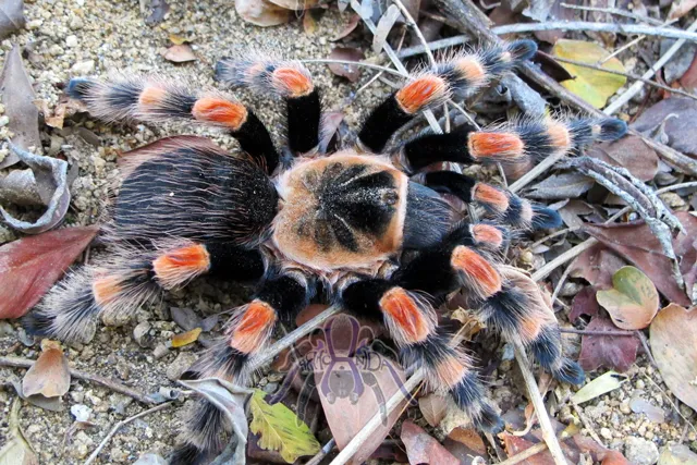 15792 tarantula enclosure