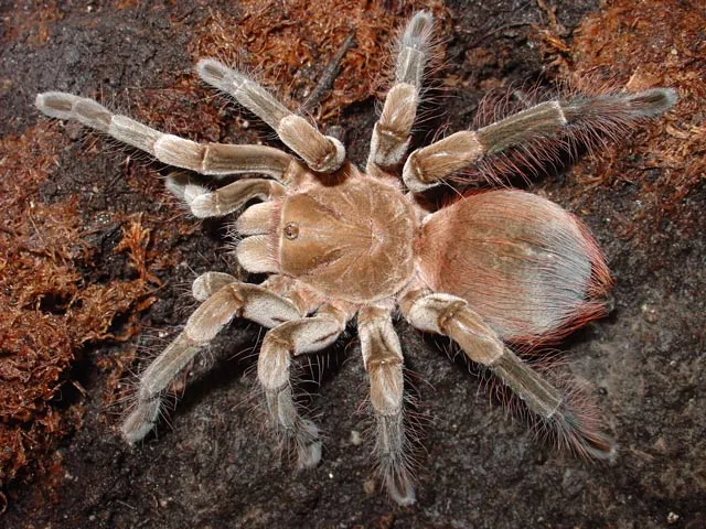 15792 tarantula feeding
