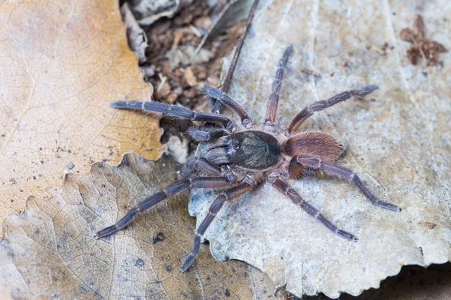 15792 tarantula species canada
