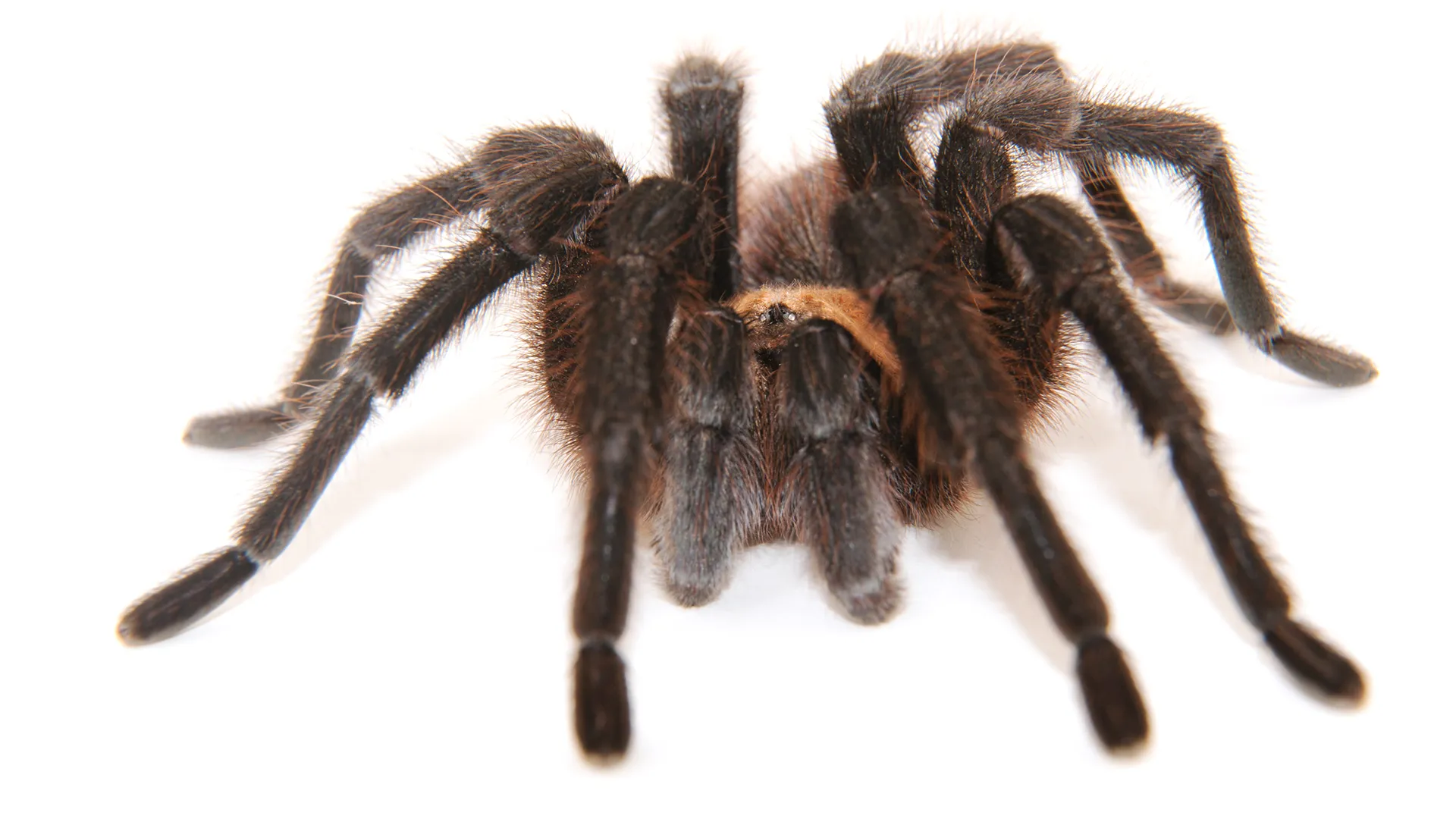 /img/15793-tarantula-conservation.webp