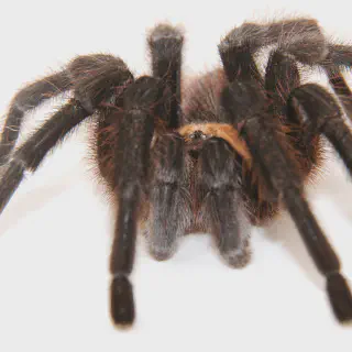 /img/15793-tarantula-conservation.webp