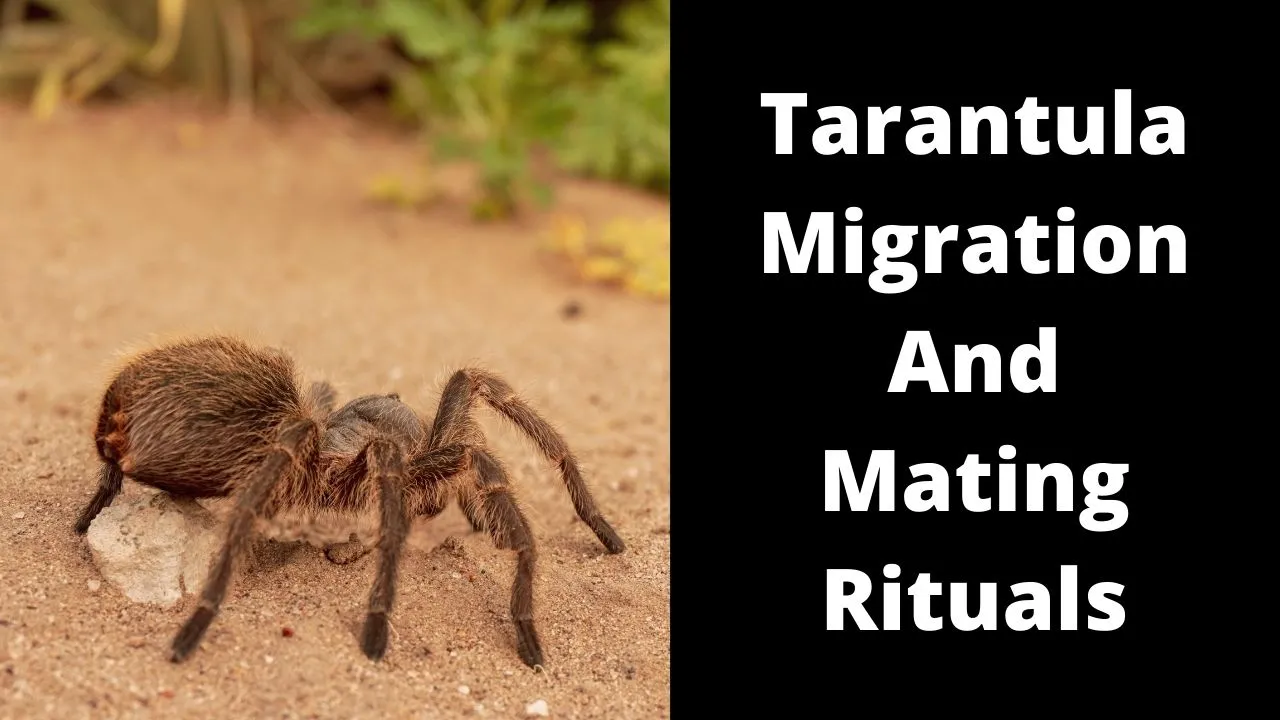 15793 tarantula migration overview