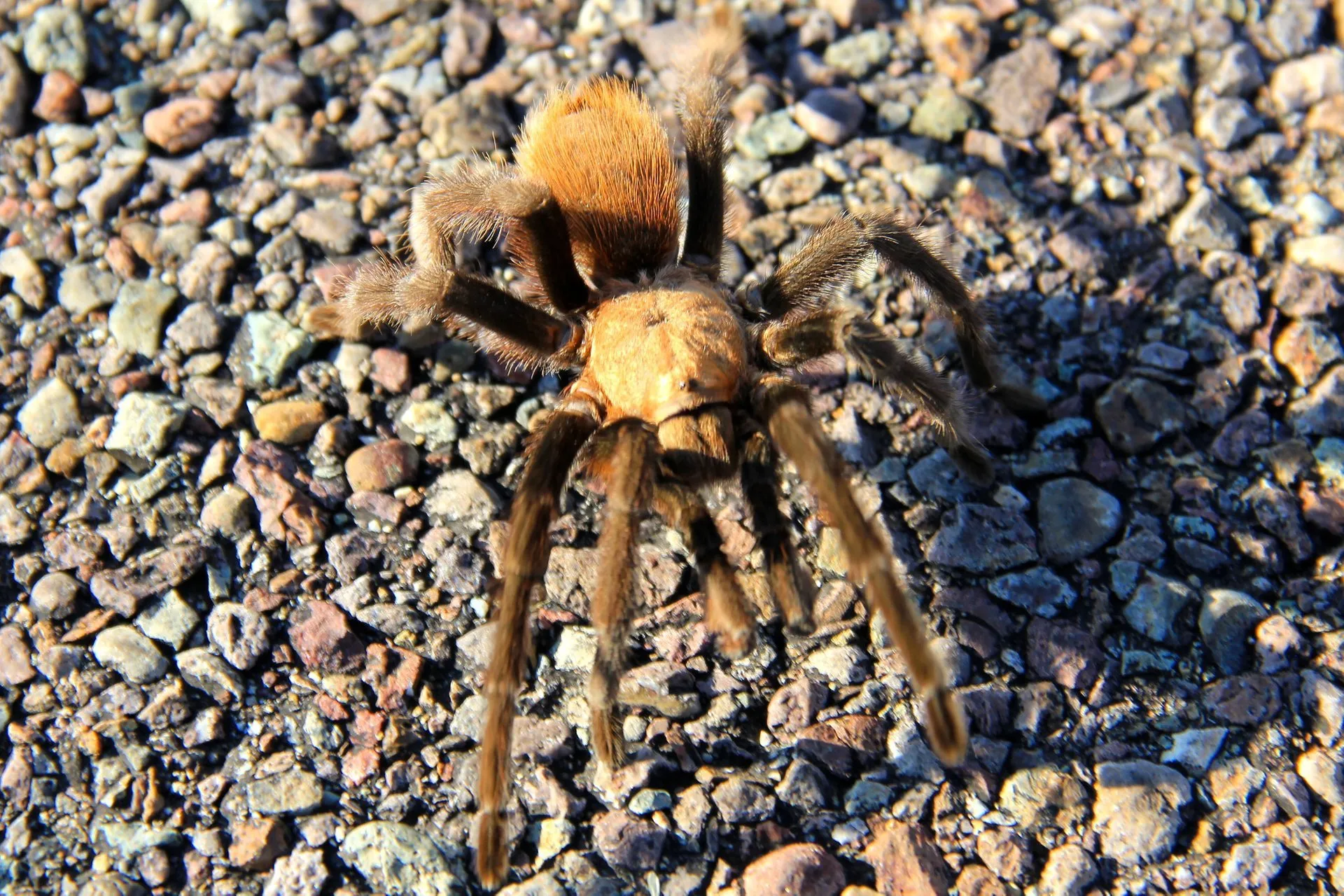 15793 tarantula nocturnal activity