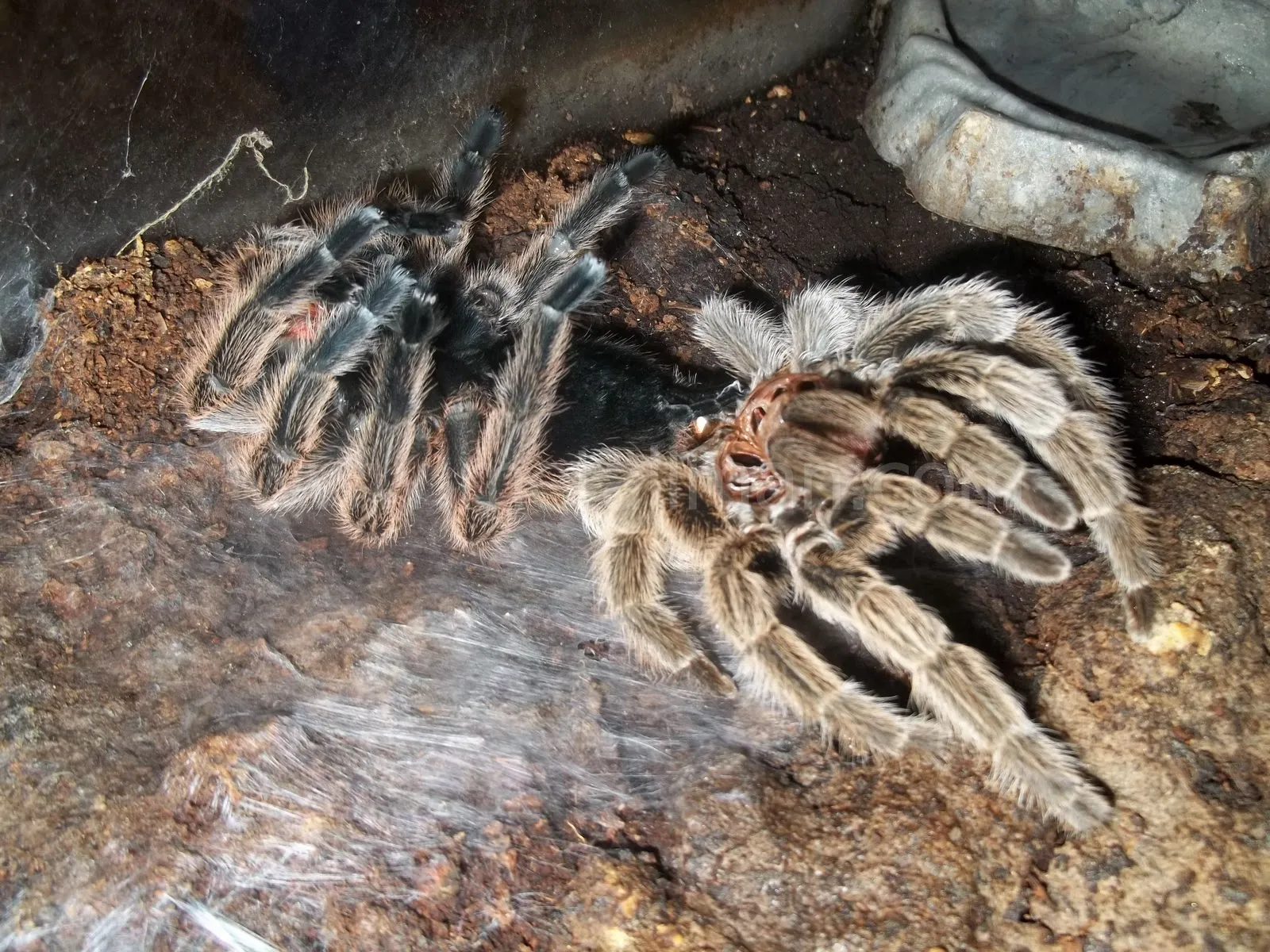 15795 tarantula after molt