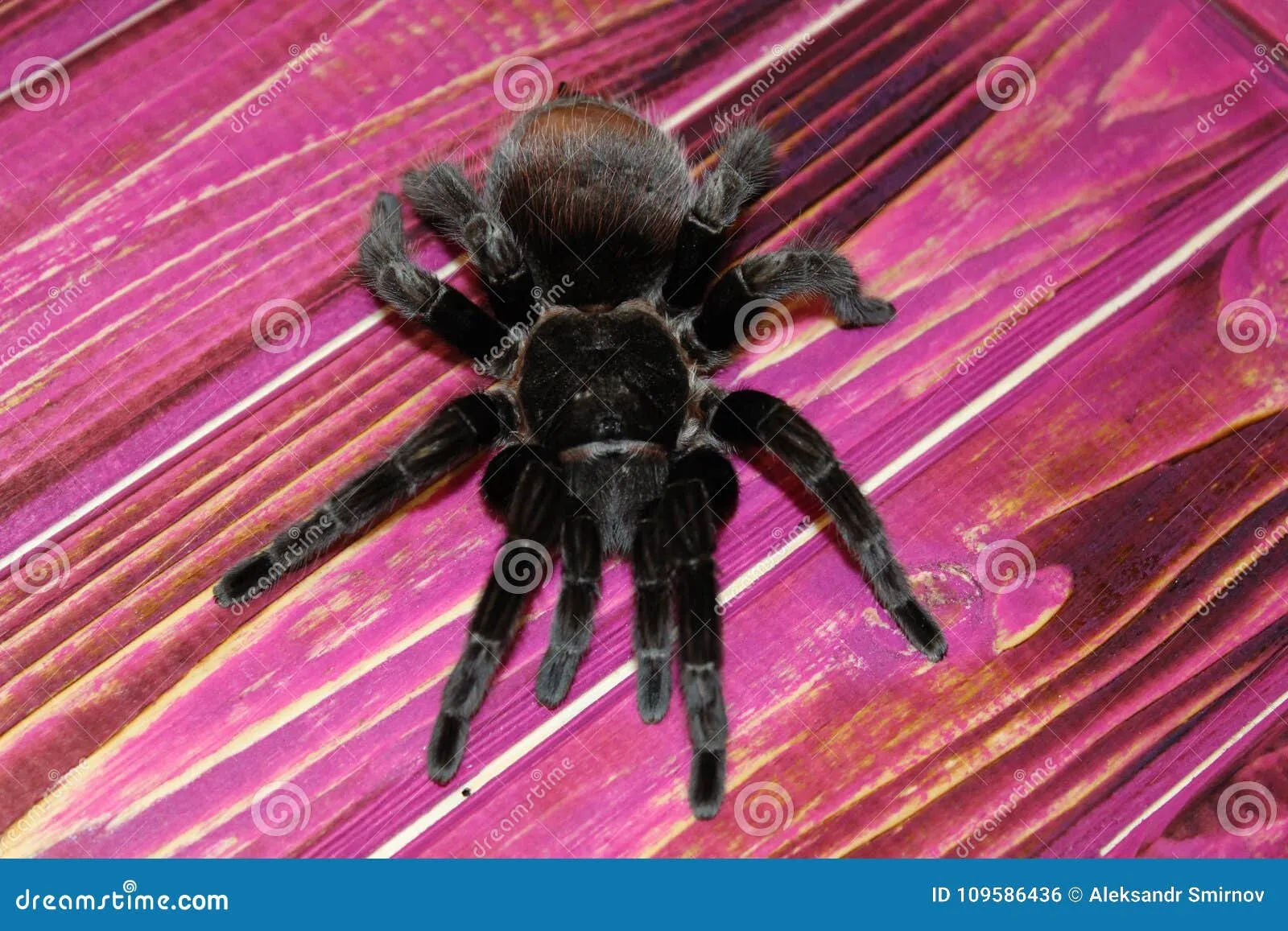 15795 tarantula extracting from exoskeleton