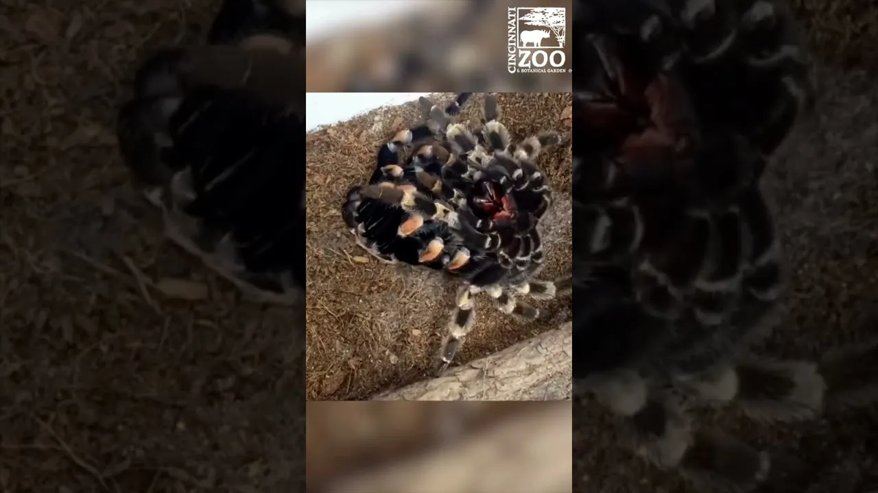 15795 tarantula flipped over