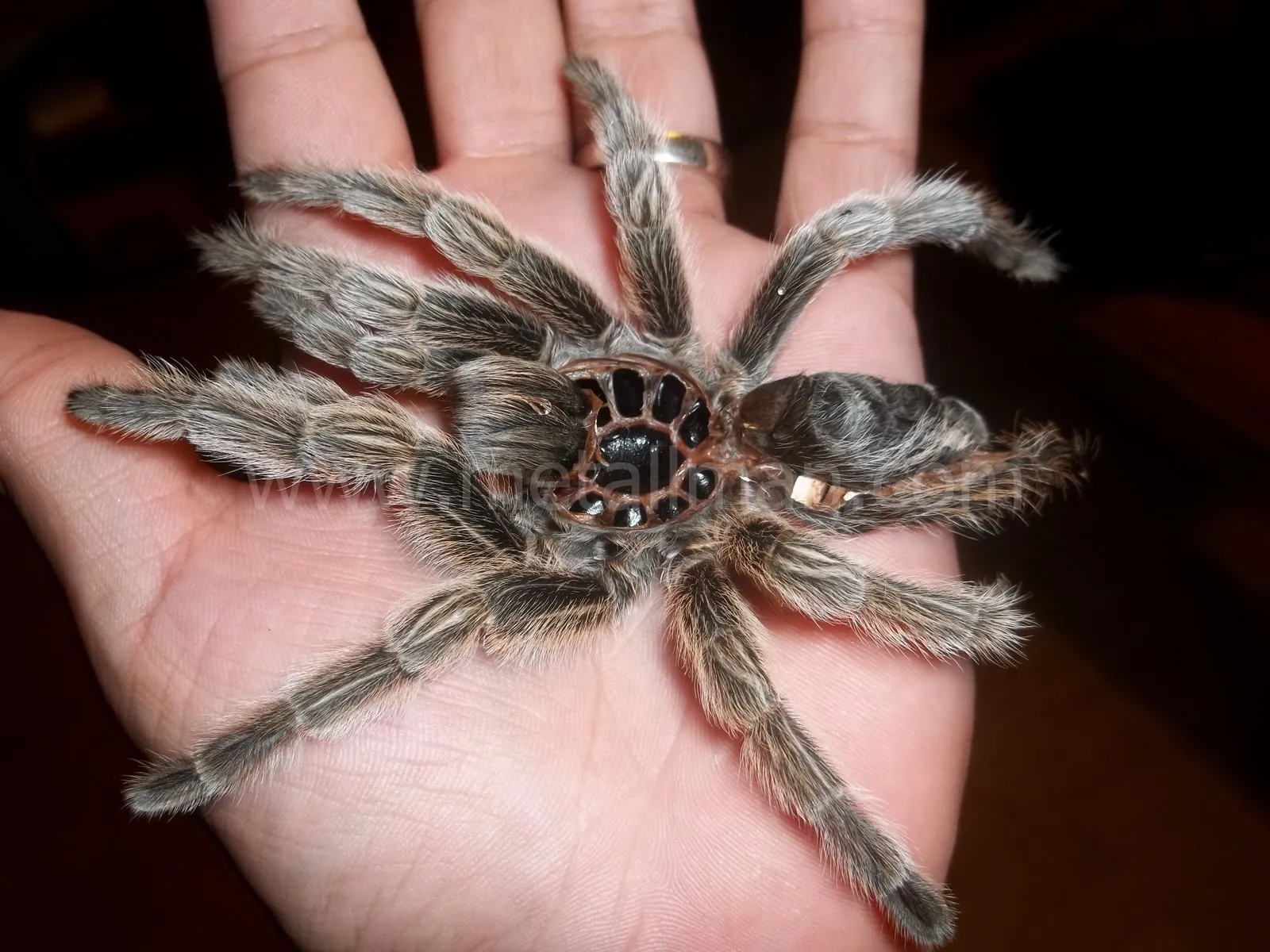 15795 tarantula humidity