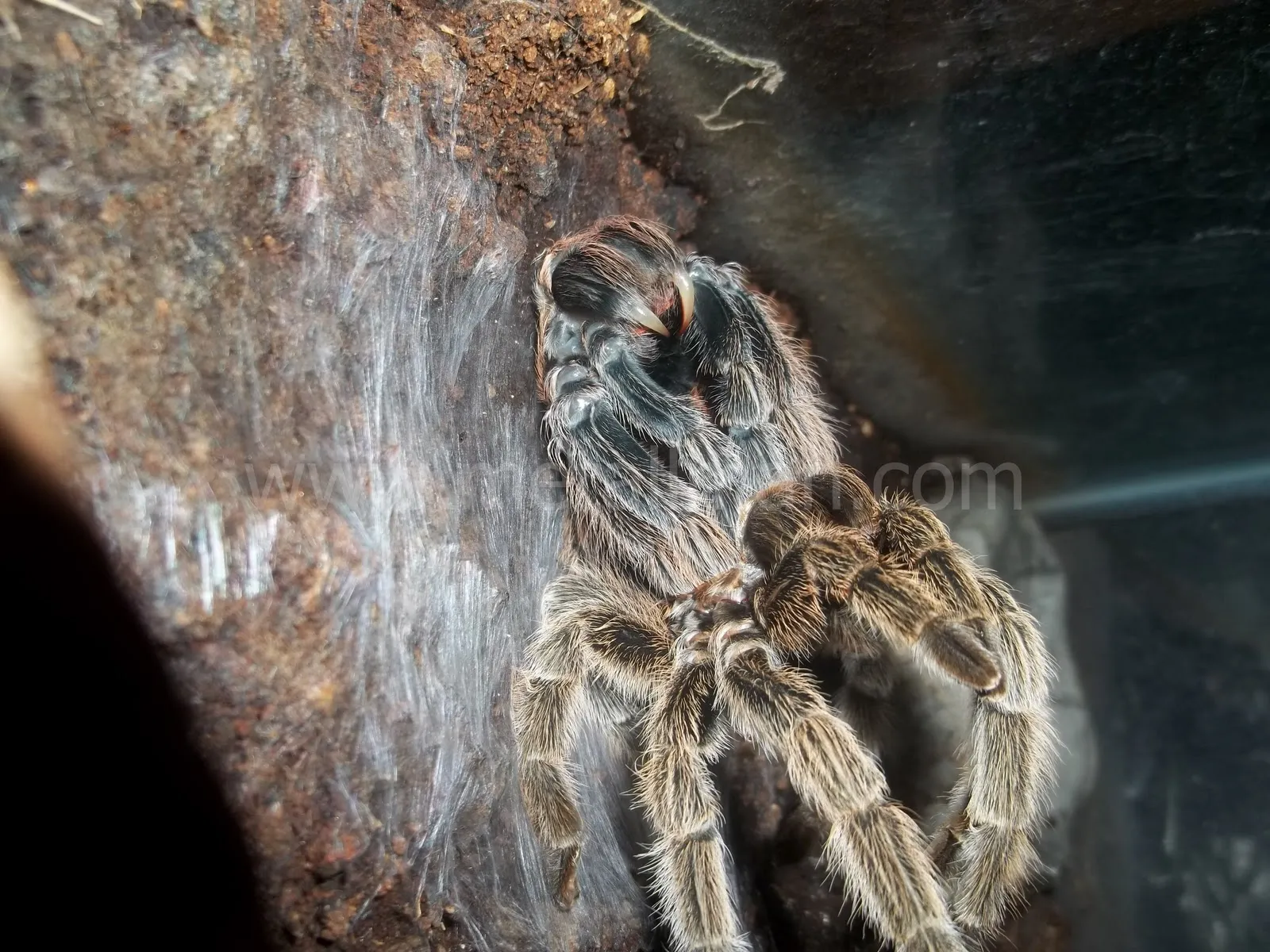 15795 tarantula new exoskeleton