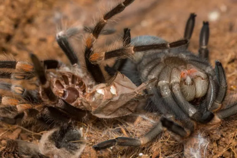 15795 tarantula preparing to molt