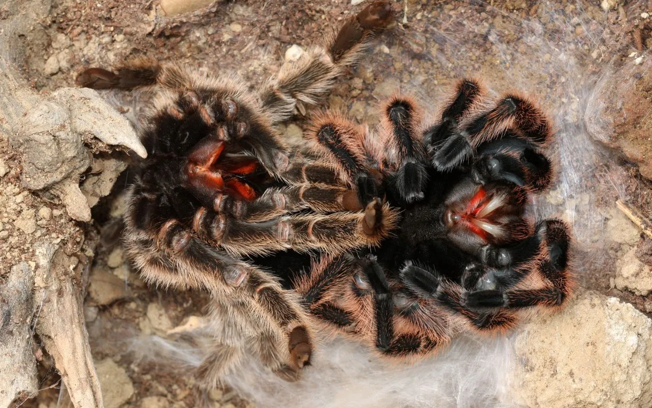 /img/15795-tarantula-stuck-molt.webp