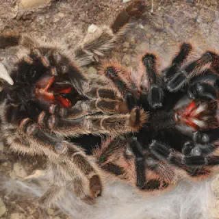 /img/15795-tarantula-stuck-molt.webp