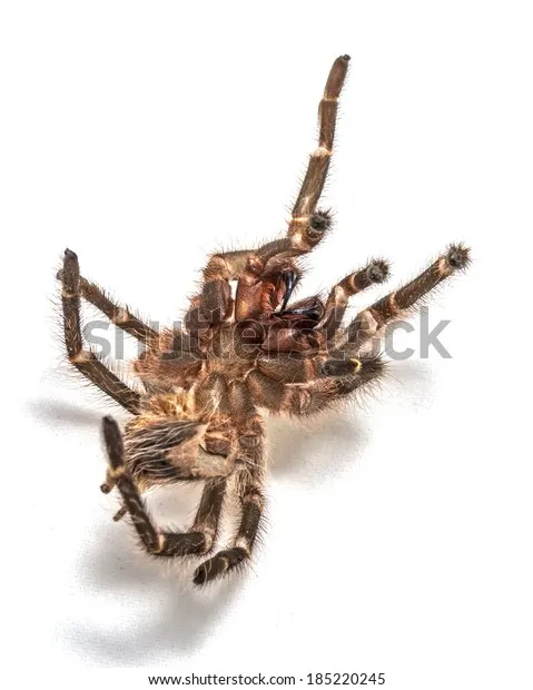 15796 tarantula feeding after molting