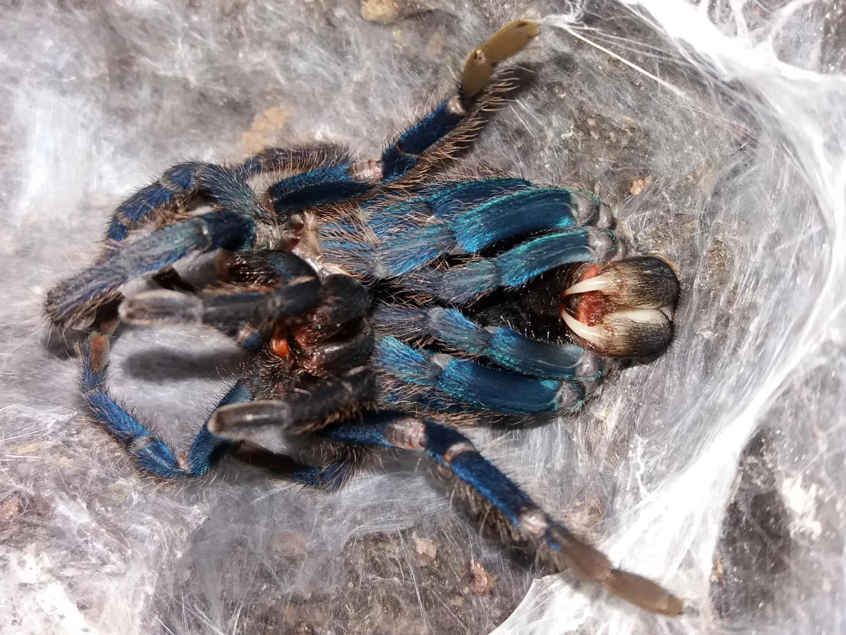 15796 tarantula new exoskeleton