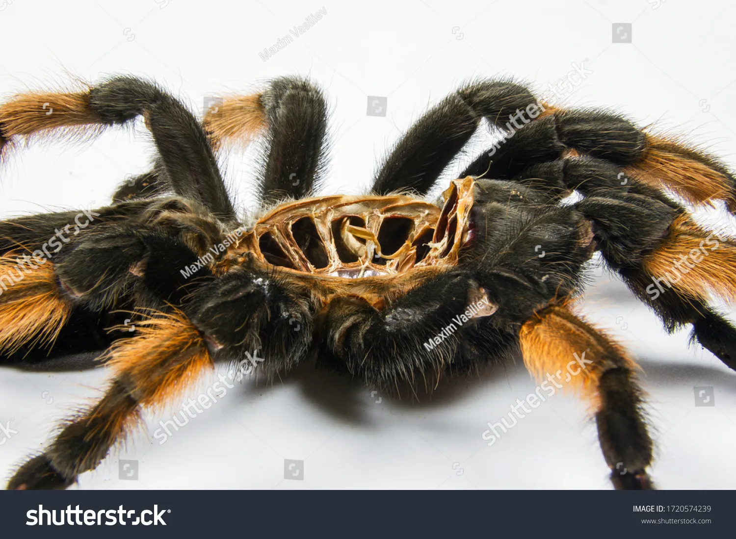 15796 tarantula shedding signs