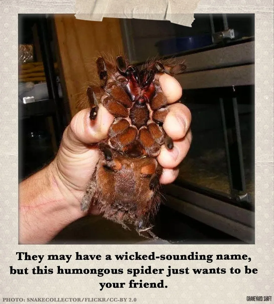 15798 goliath tarantula feeding