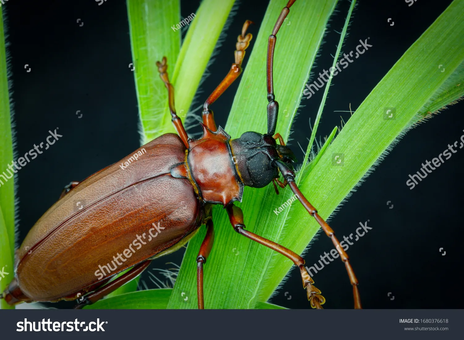 /img/15799-titan-beetle-adaptations.webp