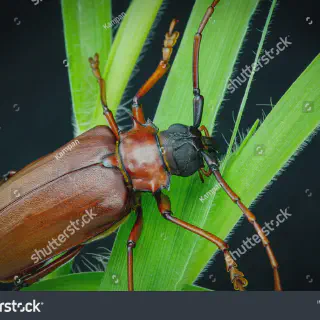 /img/15799-titan-beetle-adaptations.webp