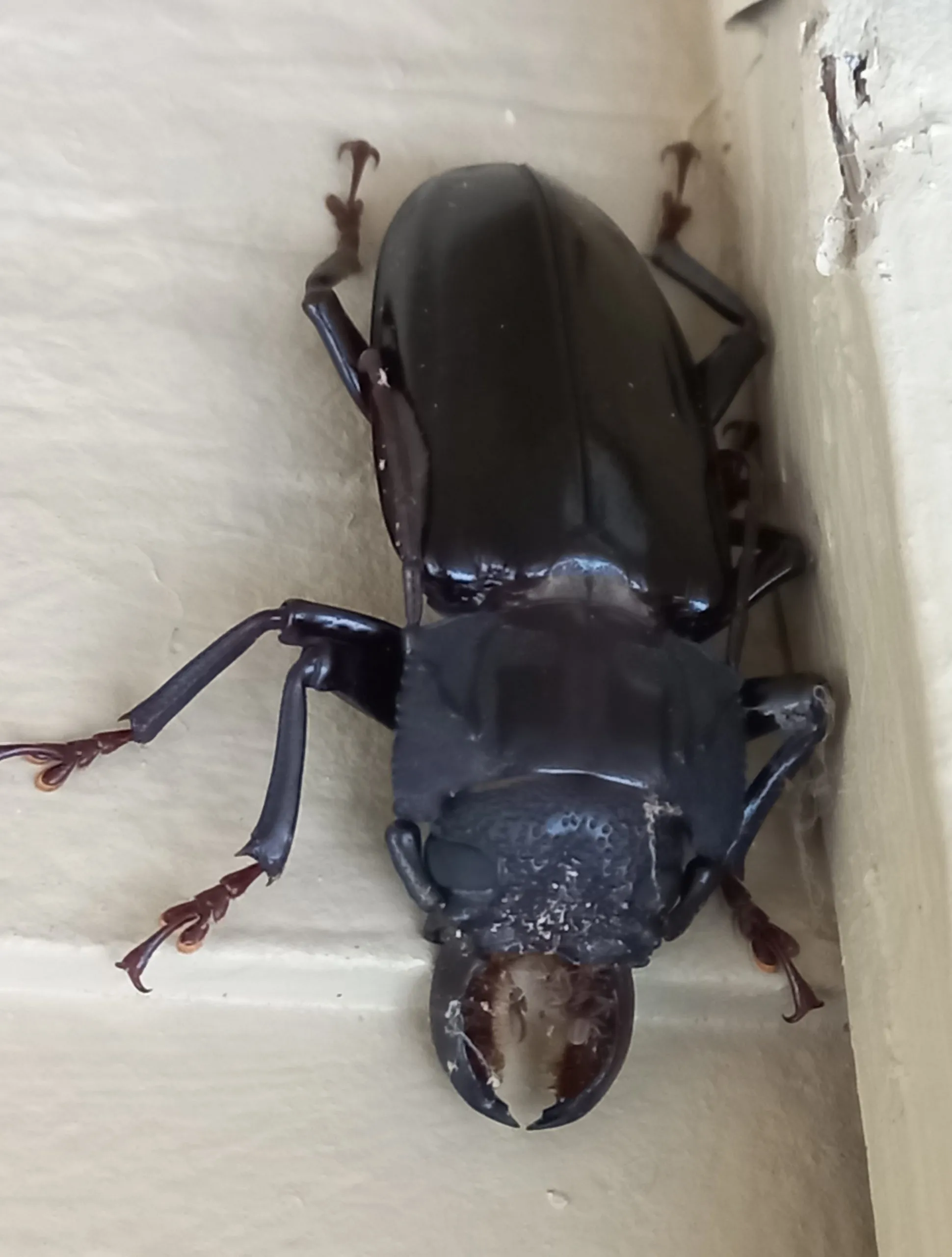 15799 titan beetle habitat