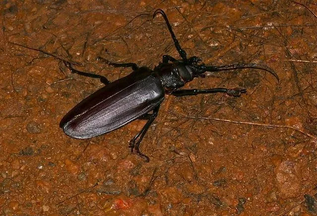 15799 titan beetle mandibles