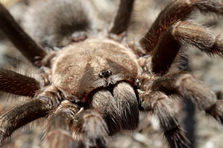 15800 crossword solver tools