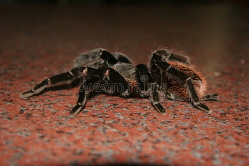 15802 reputable pet shop philippines