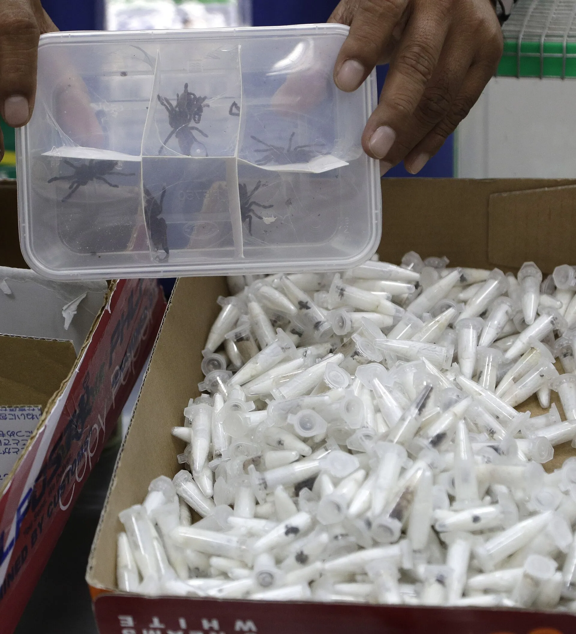 15802 tarantula cost