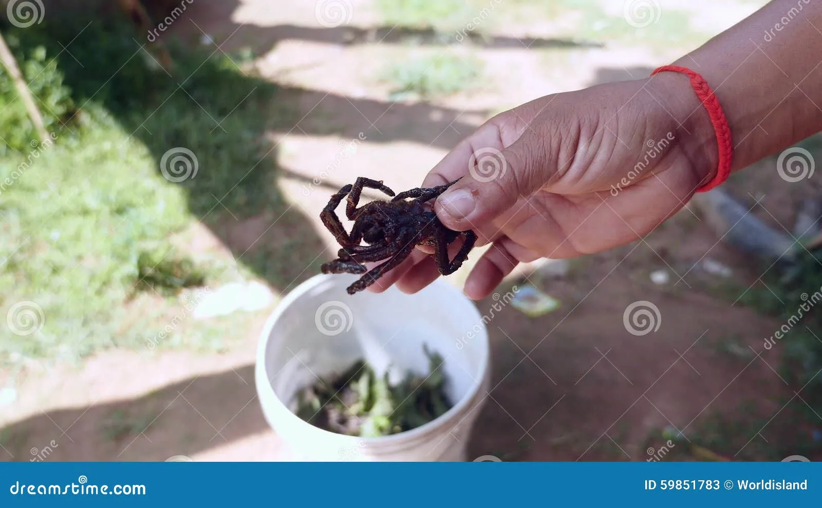 15803 tarantula taste test
