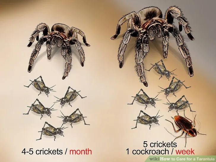 15804 tarantula species