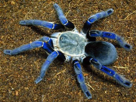 15806 cobalt blue tarantula enclosure