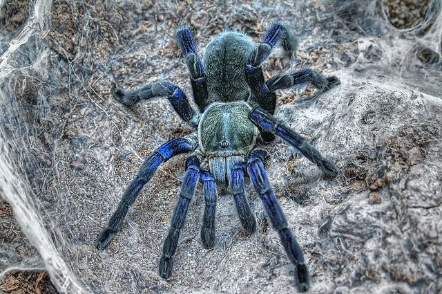 15806 cobalt blue tarantula feeding
