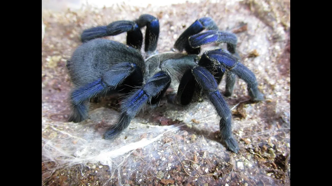 15806 cobalt blue tarantula overview
