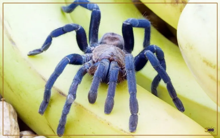 /img/15806-cobalt-blue-tarantula-spiderlings.webp