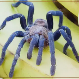 /img/15806-cobalt-blue-tarantula-spiderlings.webp