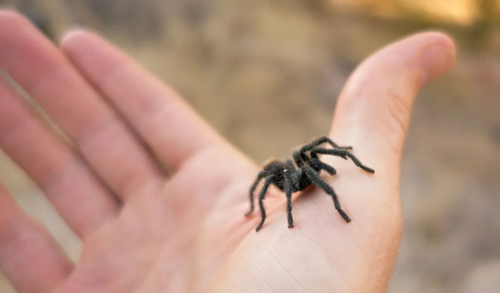 /img/15807-tarantula-enjoyment.webp