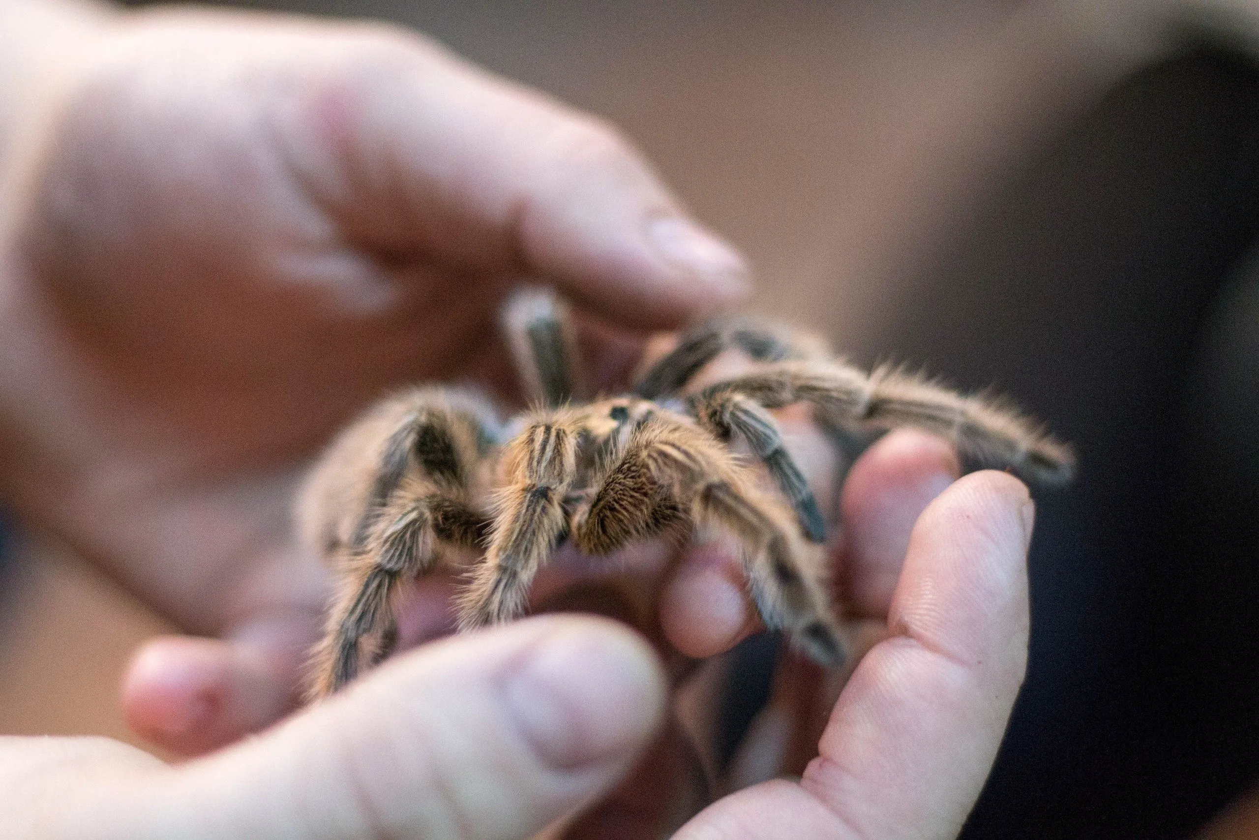 15807 tarantula handling