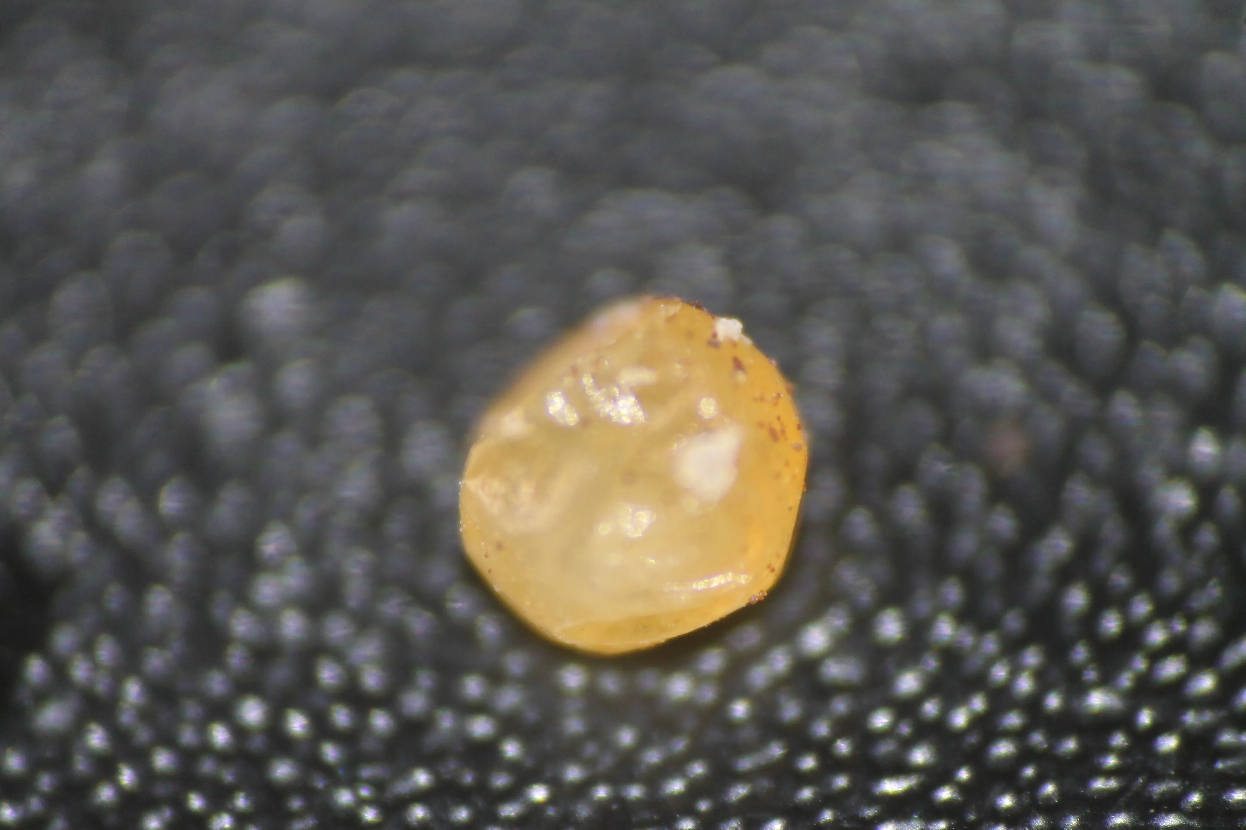 15808 tarantula egg sac humidity