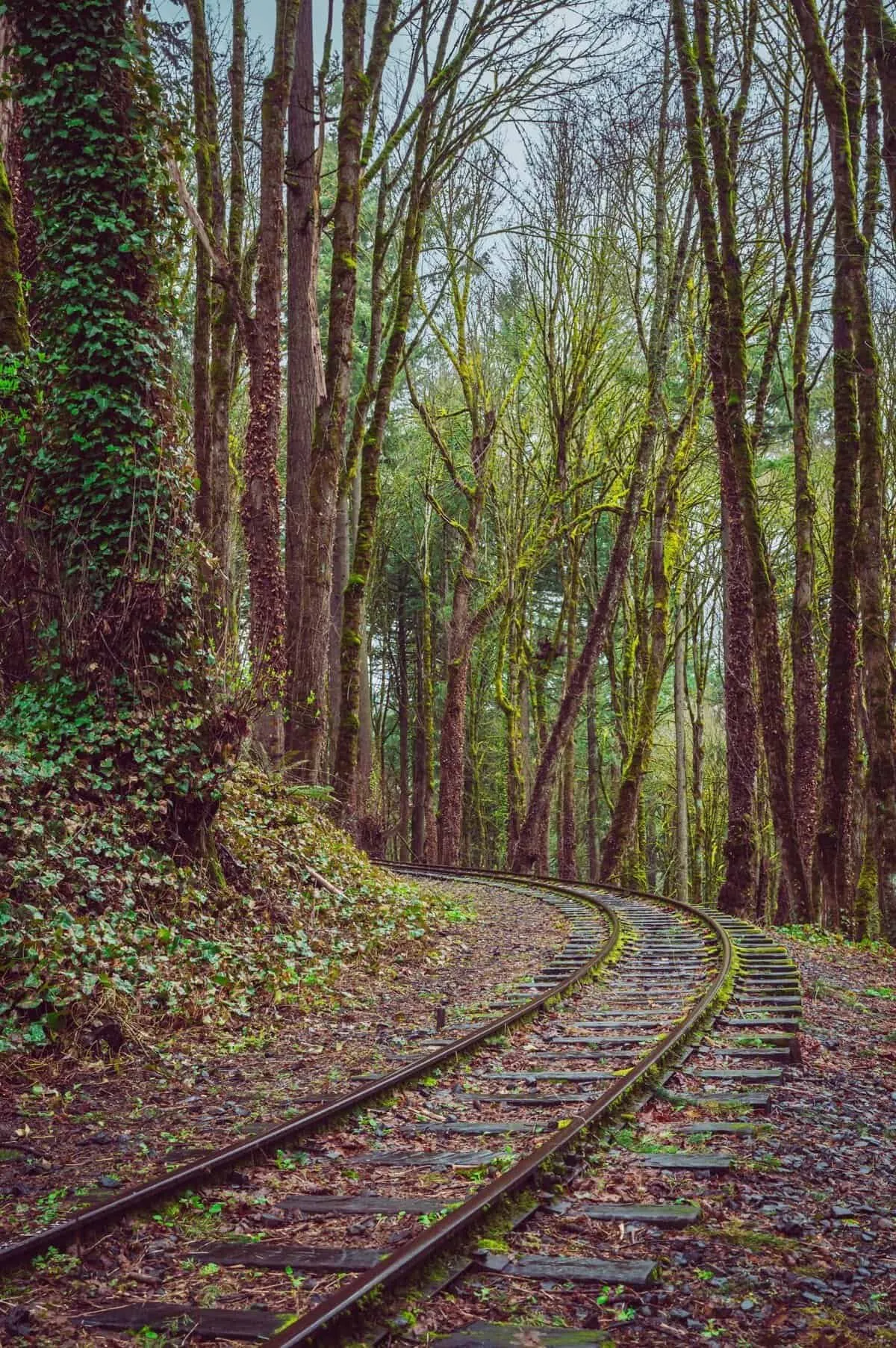 15808 tarantula spiderlings separating